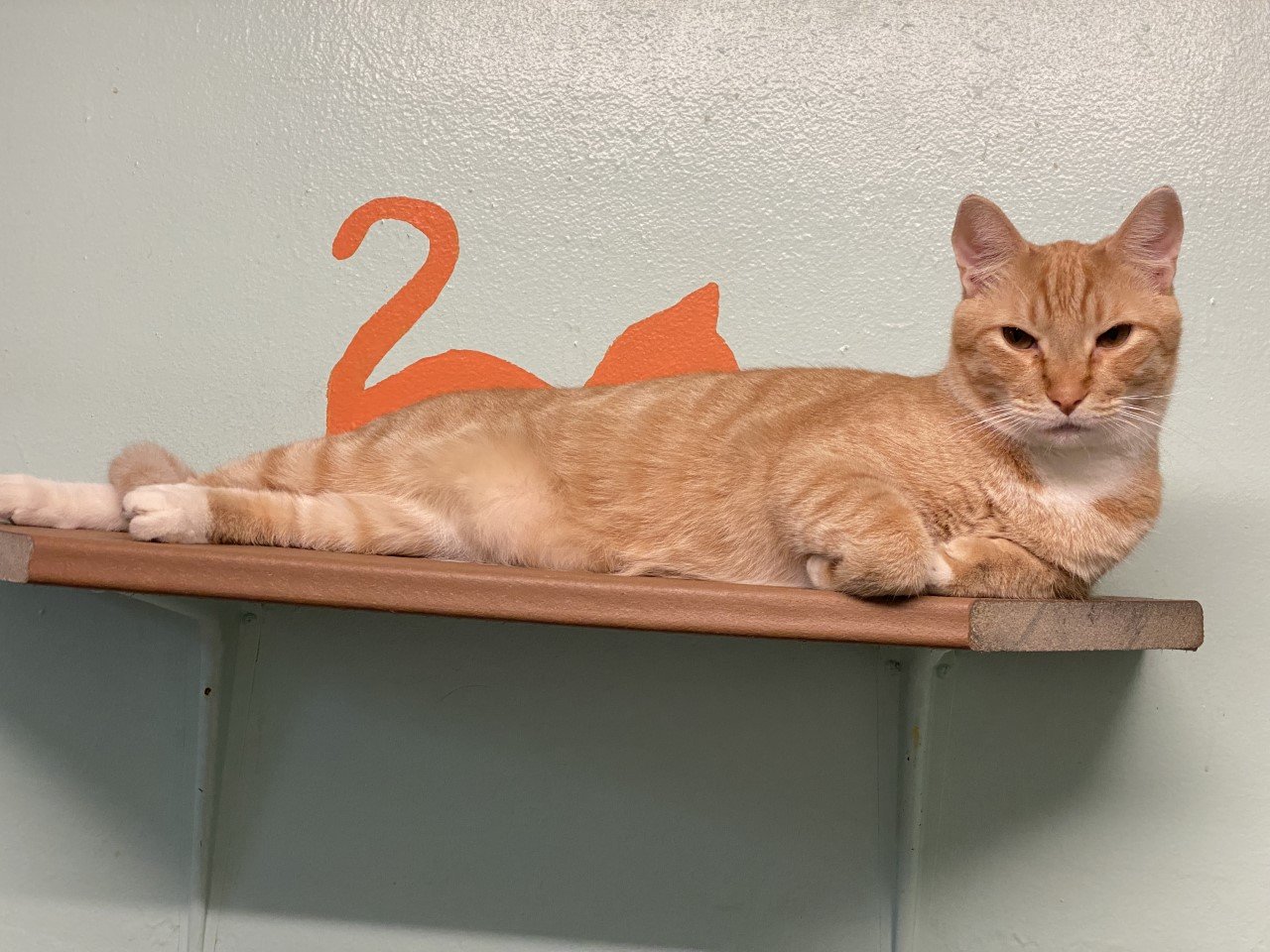 Milo is one cool cat. He would love to chill at your house. He is 2 years old. [Photo courtesy Caloosa Humane Society]